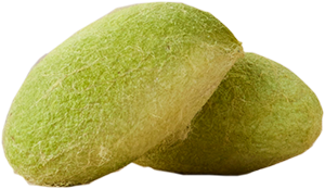 天然シルク～緑の繭～